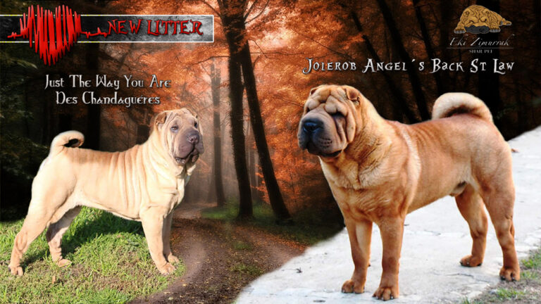 litter shar pei España, Bizkaia, camada