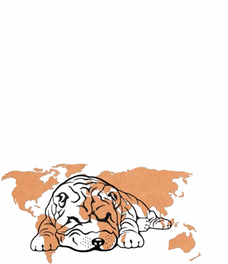 shar pei españa internacional