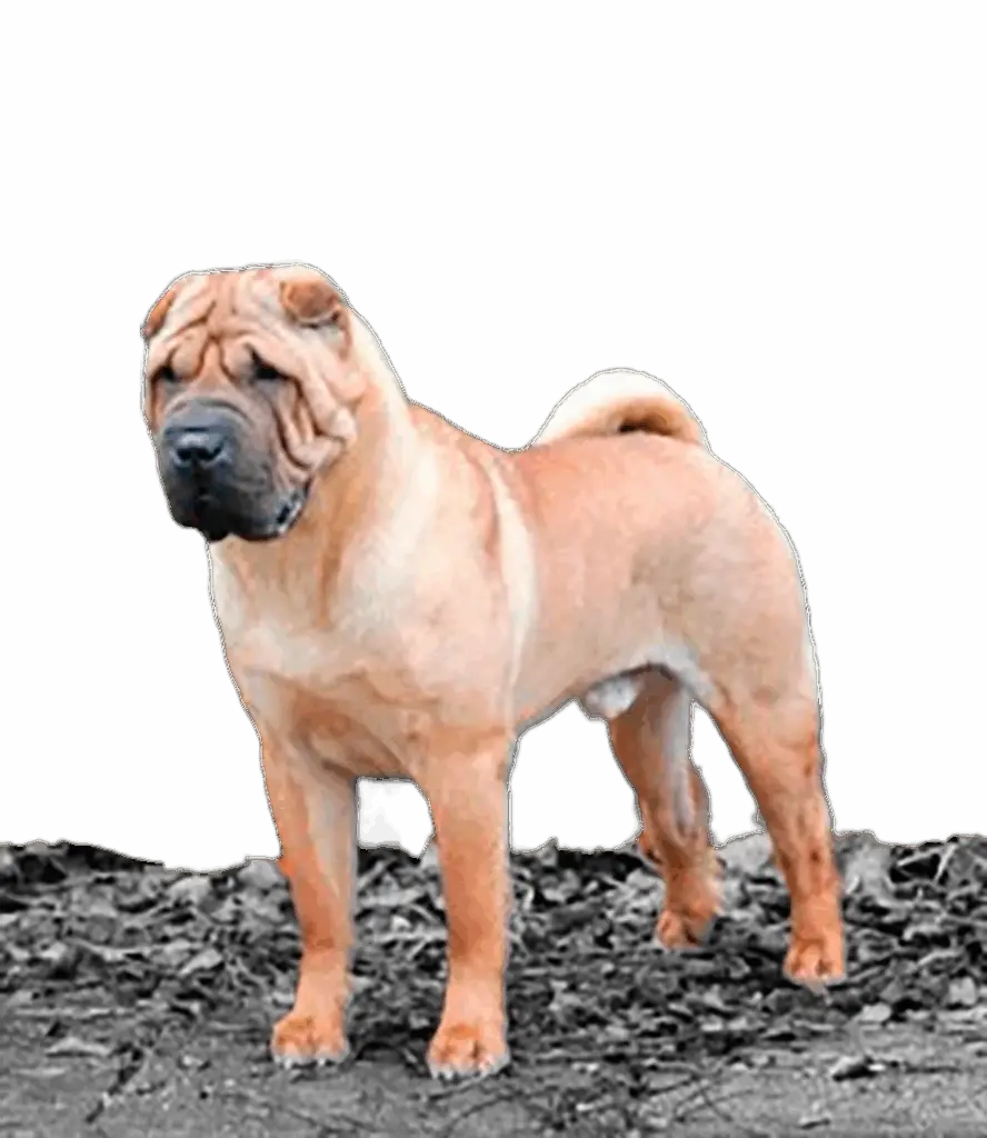 litter shar pei España, Bizkaia, camada, cachorro